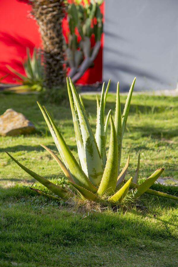 Fleurs De Canne Piscines Privees Le Moule Exteriér fotografie